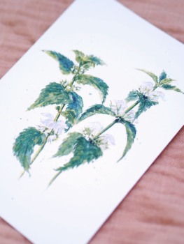Premium Postkarte "Taubnessel"